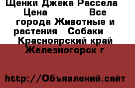 Щенки Джека Рассела › Цена ­ 10 000 - Все города Животные и растения » Собаки   . Красноярский край,Железногорск г.